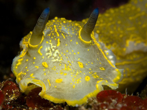 front side of a typical mediterranean nudibranch ( Hypsel... by Roland Bach 